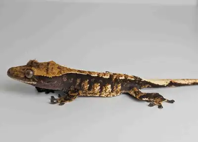 tri-color crested gecko , View more