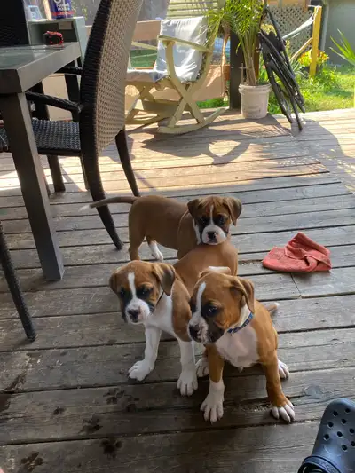 chiots boxer pure race ,  prêt à partir pour l’adoption, View more