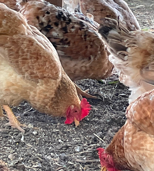 Oeuf fécondé de poule Sasso (pure) dans Animaux de ferme  à Drummondville - Image 2