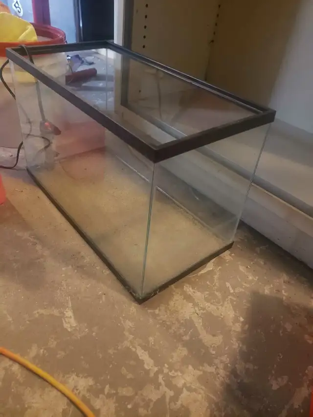 Aquariums in Fish for Rehoming in London - Image 4