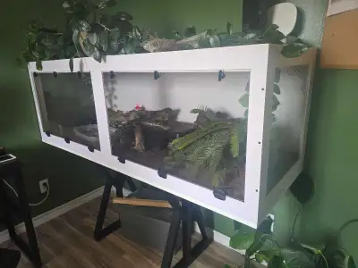 Breeding dumeril pair + 6' enclosure, View more