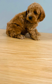 Red Cavapoo Puppys ready to go