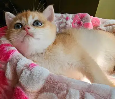 Adorable purebred British shorthair female available , View more
