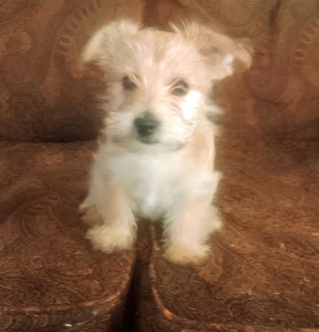 700! Yorkie Coton de tulear in Dogs & Puppies for Rehoming in Edmonton - Image 2