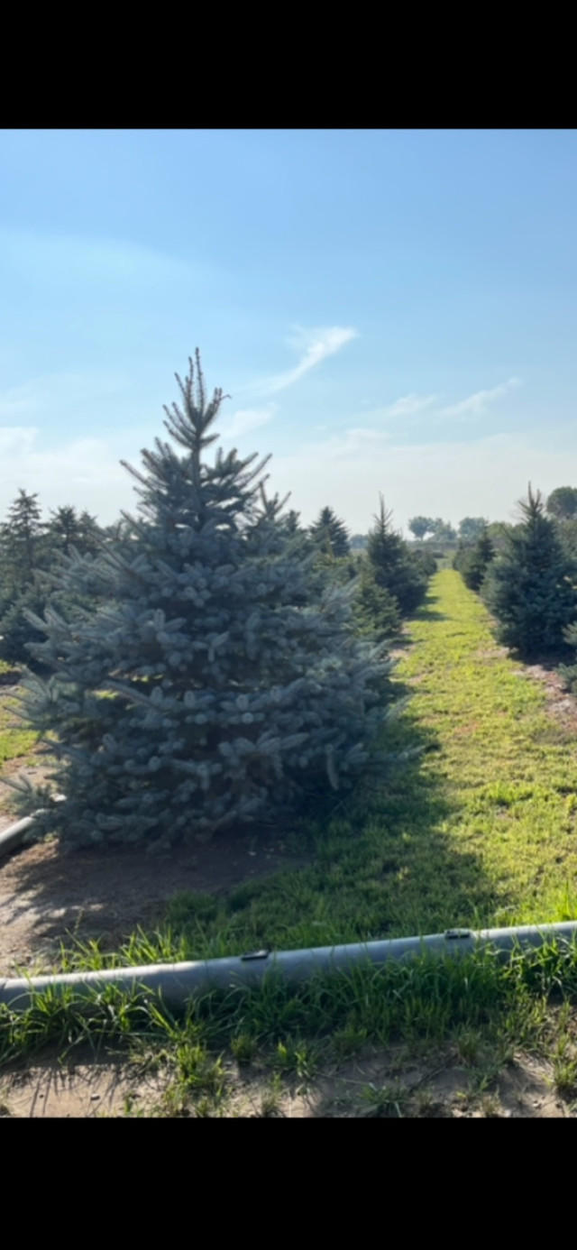 Colorado Blue Spruce Trees for sale in Plants, Fertilizer & Soil in Lethbridge - Image 3