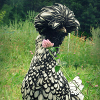Black and silver laced polish chicks 