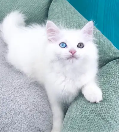 This gorgeous male Maine Coon kitten closely resembles his dam—a stunning, extra-large white queen w...