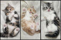 Gorgeous Purebred Scottish Fold/Straight Calico Kittens!