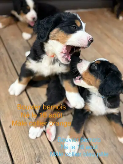 Chiots Bouvier bernois/ bernese mountain dog/bernefie/terre neuv, View more
