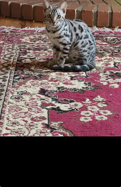 ready to go Bengal kitten , View more