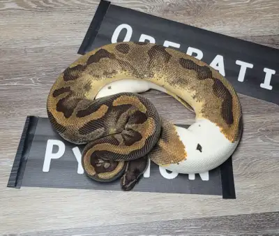 Adult Enchi pied ph hypo female ball python, View more