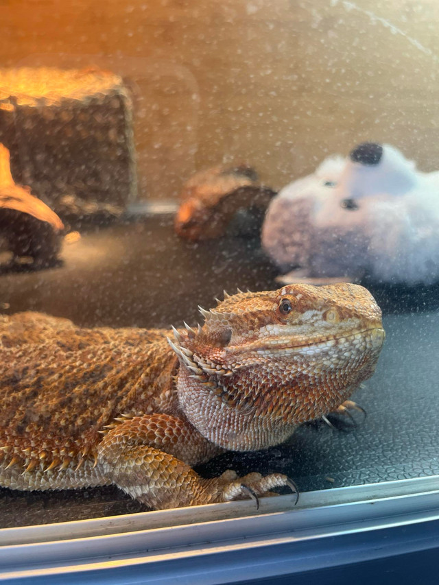 2 YO Female Bearded Dragon with everything you’ll need! in Reptiles & Amphibians for Rehoming in Kingston - Image 2