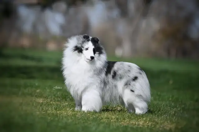 CKC Sheltie (Shetland Sheepdog) in Dogs & Puppies for Rehoming in St. Albert - Image 6