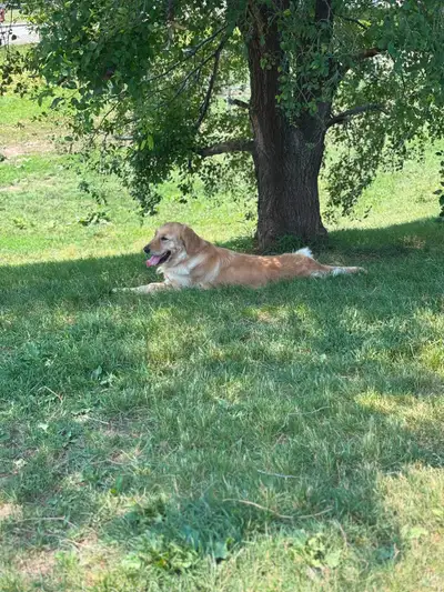 Adult Golden Retriever Females, View more