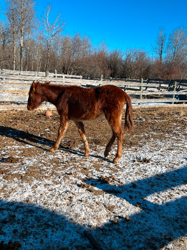 Stud colt for sale - SOLD PENDING PICK UP!! in Horses & Ponies for Rehoming in Edmonton - Image 2