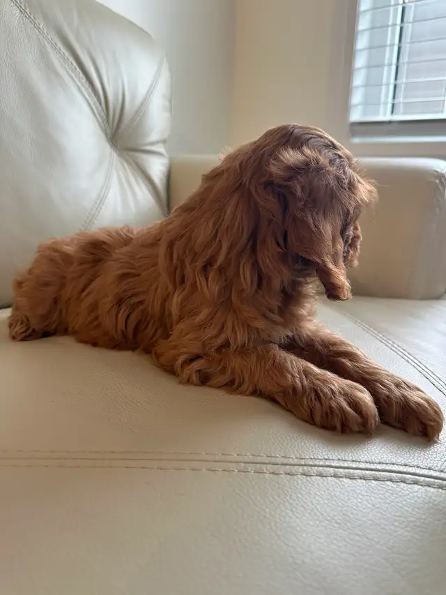 Miniature Cockapoo Puppies | Dogs & Puppies for Rehoming | City of ...