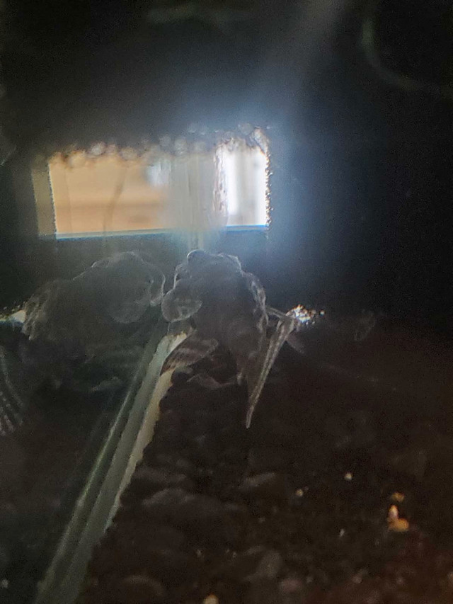 L 345 pleco x3  in Fish for Rehoming in Kawartha Lakes - Image 3