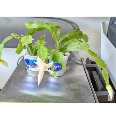 Small Plant Flower Christmas Cactus White, Pink, Red, View more