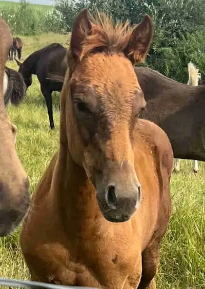 Registered AQHA 2026 Filly, View more