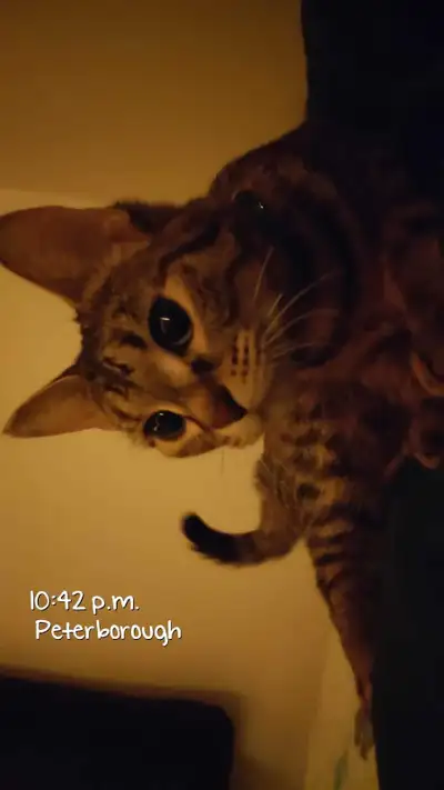 6 months old female kittens for 200$, View more