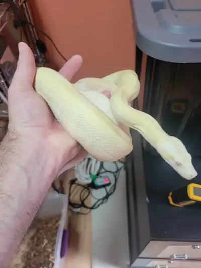 snakes for trade, View more