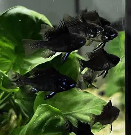 black  rams in Fish for Rehoming in Calgary - Image 2