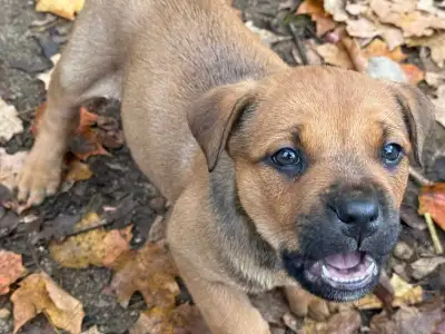 Red Nose pit cross puppies 2 left, View more