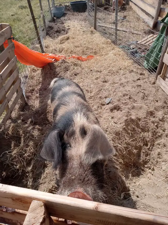 Berkshire cross boar in Livestock in Quesnel - Image 4
