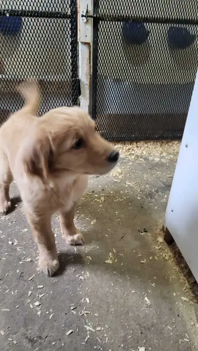 goldenretriver, View more