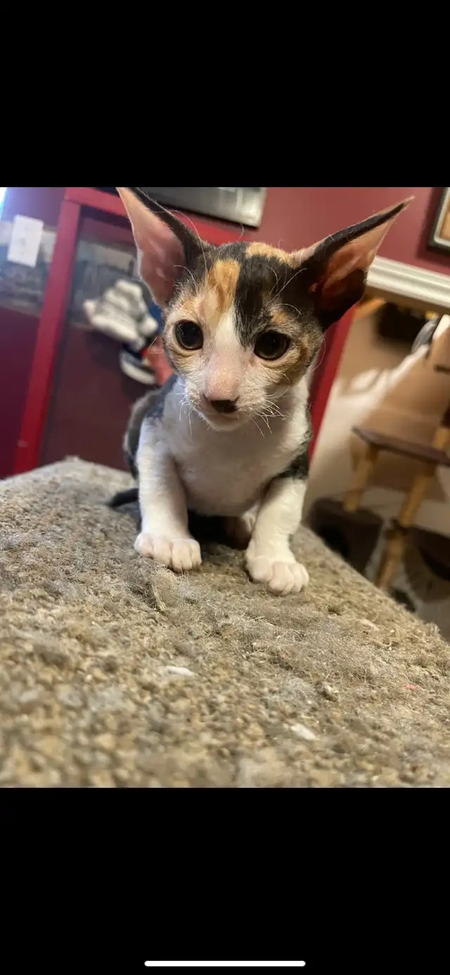 Cornish Rex Kittens