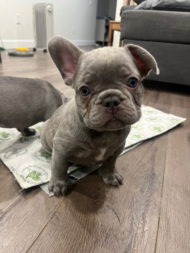 Exotic French Bulldogs in Dogs & Puppies for Rehoming in Markham / York Region - Image 3