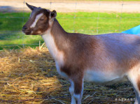 Registered Nigerian Dwarf Goat - Doe