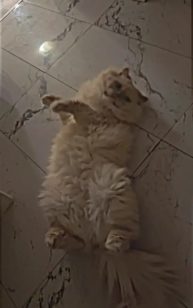 persian cat  in Cats & Kittens for Rehoming in City of Montréal - Image 3