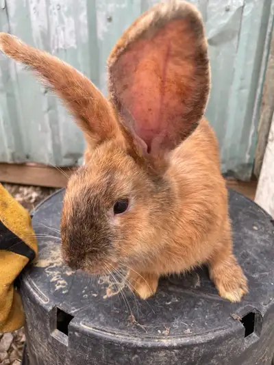3 male rabbits (first 5 pictures) 2 Female rabbits (last 3 pictures) All are mix of NZ (male) and a...