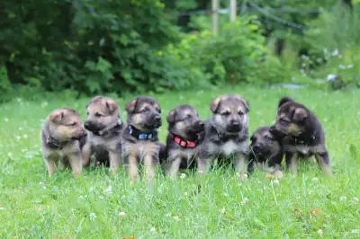 German shepherd puppies, View more