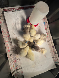 Silkie chicks 