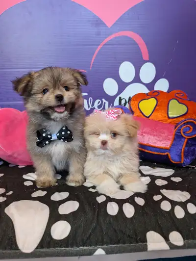 Vaccinated, dewormed and vet checked, that's how my pups will be leaving with their next families. T...