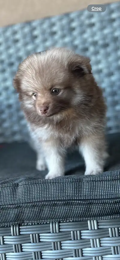 Pomeranian female ready, View more