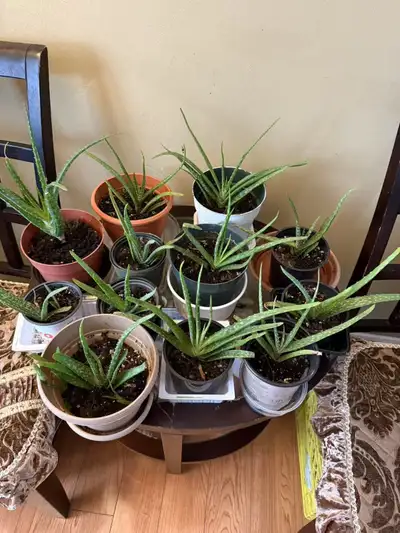 12 pots Aloe Vera, View more