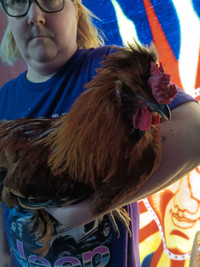 Free silky rooster