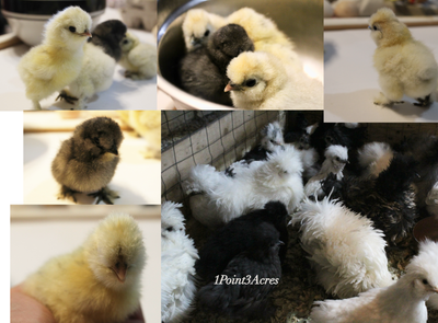 Bearded Pure Bred Silkie Mixed Pen  Frizzle Mottled Baby Chick, View more