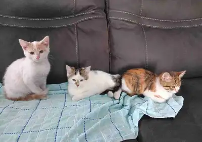 Kittens For Sale, View more