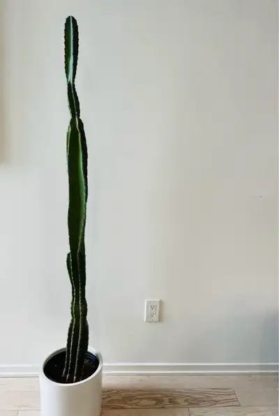- 4 ft 5” peruvian cactus - blooms x1 / year - includes crate&barrel dundee 10” planter (white) - $5...