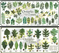 Ontario trees poster series - one-page field guides