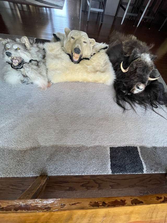  Polar Bear, Arctic Wolf and Muskox Full-Head Mount Rugs in Arts & Collectibles in Edmonton