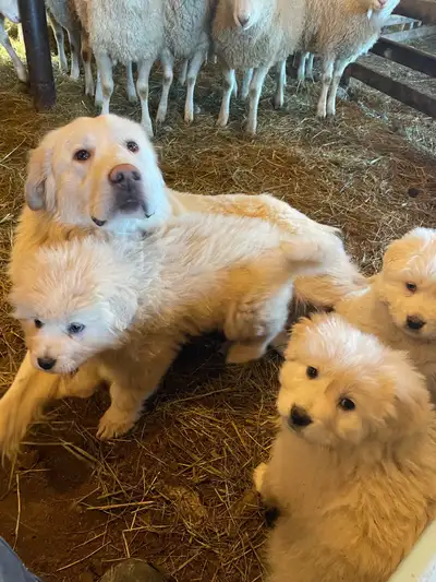 Livestock Guardian Dog puppies, View more