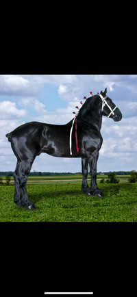 Reg Percheron Stallion