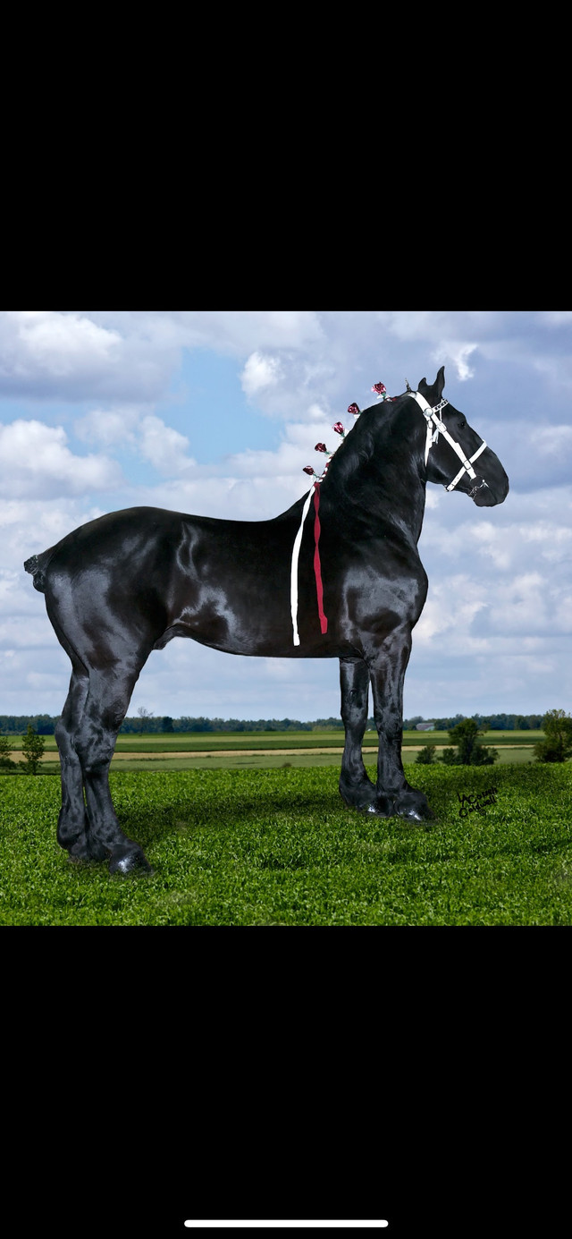 Reg Percheron Stallion dans Chevaux et poneys à adopter  à Région d’Oshawa/Durham