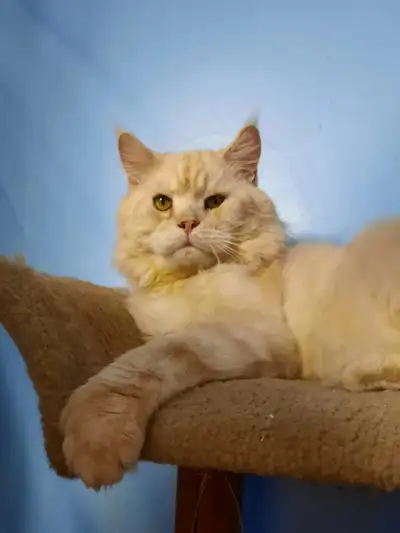 MAGNIFIQUE MALE CASTRER ROUX SILVER POLYDACTILE aux 4 pattes! Cherche la famille la plus merveilleus...