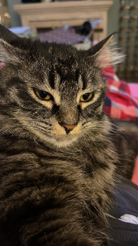 Maine Coon female.